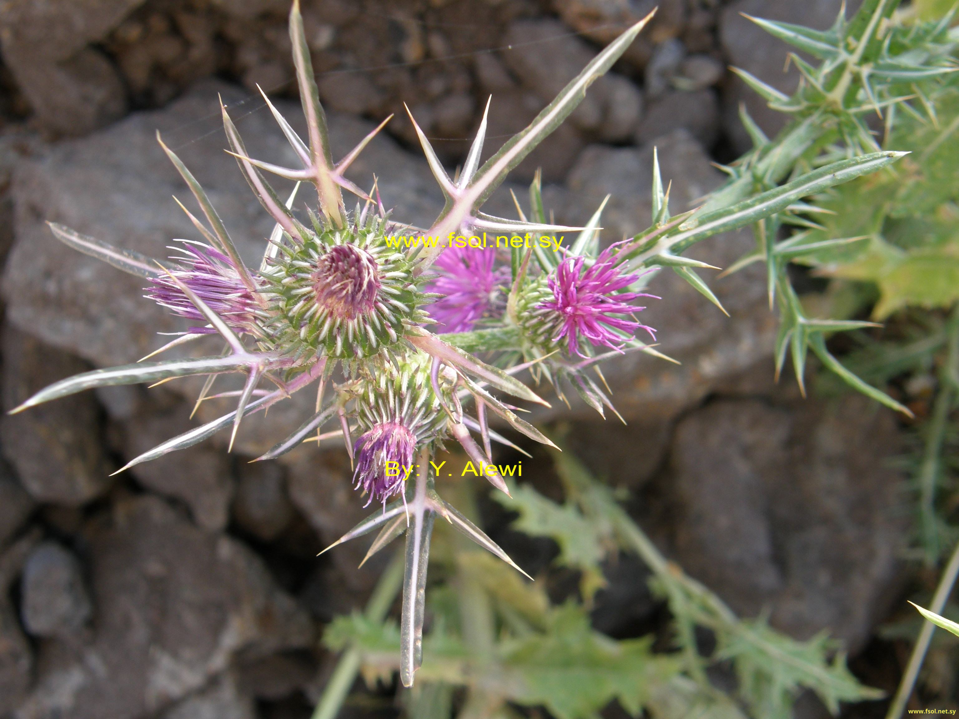Notobasis syriaca (L.) Cass.
